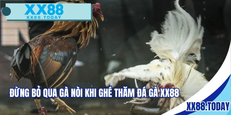 Đừng bỏ qua gà nòi khi ghé thăm tại đá gà XX88